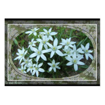 Star of Bethlehem lace ~ ATC card Business Card Templates