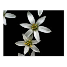 Star of Bethlehem Postcard