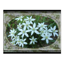 Star of Bethlehem ~ postcard