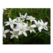 Star of Bethlehem ~ postcard