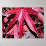 Star shaped pink leaves poster