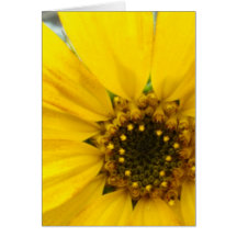 Starburst Sunflower Greeting Card