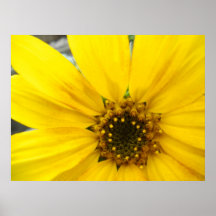 Starburst Sunflower Poster