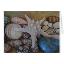 Starfish and shells photo cards