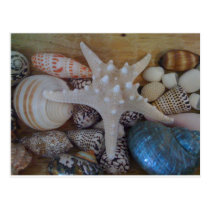 Starfish and shells photo postcards