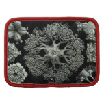 Starfish Brittle - Ophiodea Organizer
