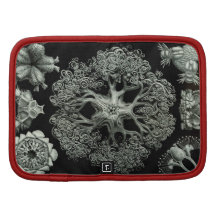 Starfish Brittle - Ophiodea Organizer