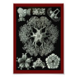 Starfish Brittle - Ophiodea Photograph