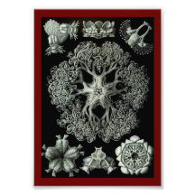 Starfish Brittle - Ophiodea Photograph