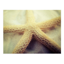 Starfish in Sand Post Card