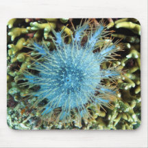 starfish mousepad