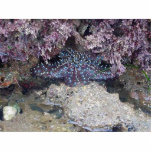 Starfish Acrylic Cut Outs