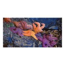 Starfish Pisaster Ochraceus & Ochre Sea Star Personalized Photo Card