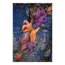 Starfish Pisaster Ochraceus & Ochre Sea Star Photographic Print