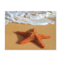 Starfish Postcard