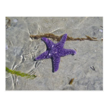 Starfish Postcards