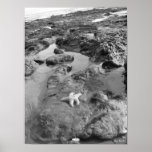 Starfish Print