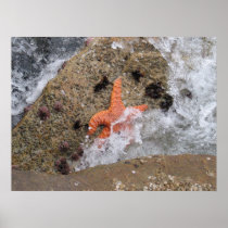 Starfish