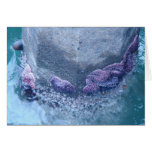 Starfish & Sea Snail Card