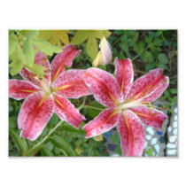 Stargazer Lilies Photo Print