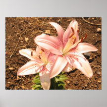 stargazer lilly flower posters