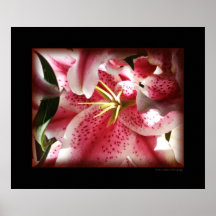 Stargazer Lily 0101 Canvas Posters