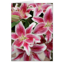 Stargazer Lily Note Card - Blank