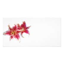 Stargazer Lily Pair Photo Greeting Card