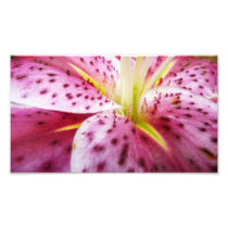 Stargazer Lily Photo Print