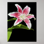 Stargazer Lily Poster