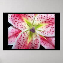 Stargazer Poster