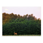 Staring Post Card