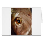 Staring Snapper Greeting Cards