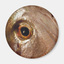 Staring Snapper Magnet
