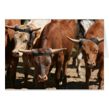 Staring Steer Cards