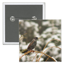 Starling bird in the Snow buttons