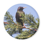 Starling in a Spruce Tree Magnet