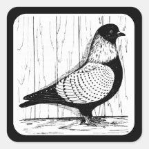 Starling Pigeon Silver-laced 1979 Square Stickers