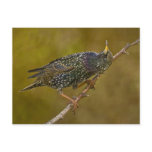 Starling Post Cards