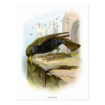 Starling Postcards