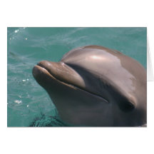 Starring a Dolphin Greeting Card