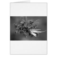starship nature greeting cards