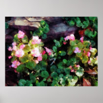 STARTING UNDER $20 - Begonias By Stone Wall Posters