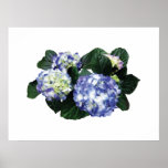 STARTING UNDER $20 - Clusters of Purple Hydrangea Poster