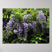 STARTING UNDER $20 - Clusters of Wisteria Print