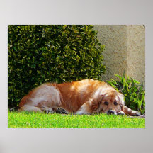 STARTING UNDER $20 - Dog Relaxing Posters