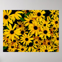 STARTING UNDER $20 - Field of Black-Eyed Susans Print