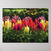 STARTING UNDER $20 - Garden at Elizabeth Park Print