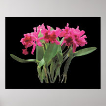 STARTING UNDER $20 - Orchid Chorus Line Poster