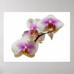 STARTING UNDER $20 -Pale Magenta  AndWhite Orchids Posters